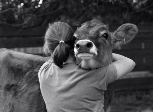 Hugging a cow.